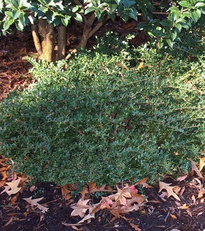 Japanese Holly Helleri